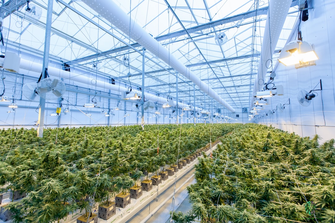 Cannabis Store Canada Delivering Fresh, Certified, and Affordable Products