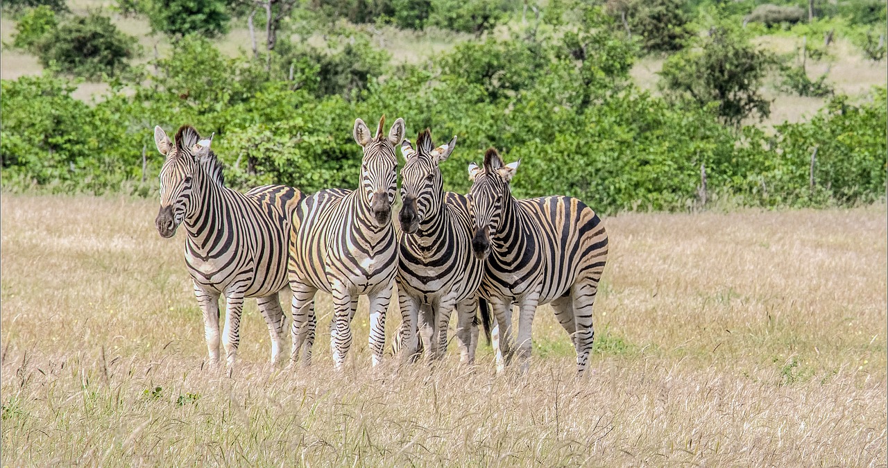 Zebra, mammals, mala mala game reserve — Navigating Bonuses and Promotions at Barz Casino