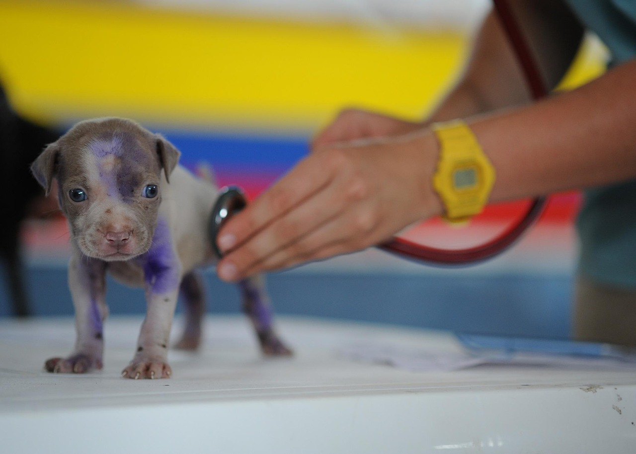 Dog, puppy, canine — Testosterone Therapy That Keeps Finances in Check