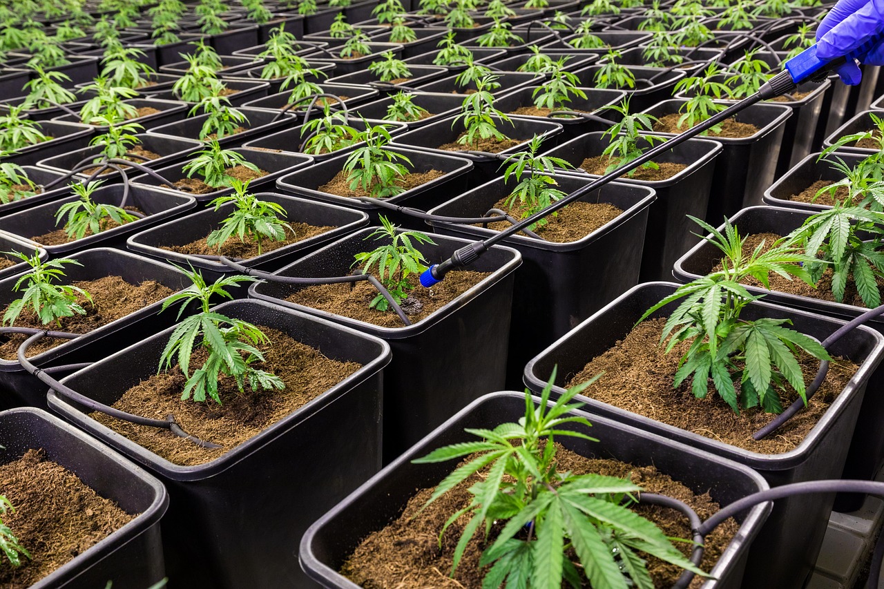 What Is Driving the Growth of Online Cannabis Shopping in Canada?